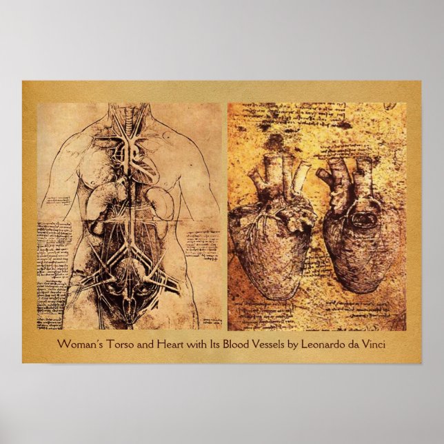 Woman’s Torso / Heart And Its Blood Vessels Poster (Front)