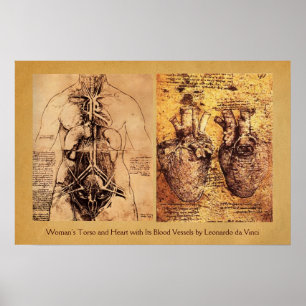 Woman’s Torso / Heart And Its Blood Vessels Poster