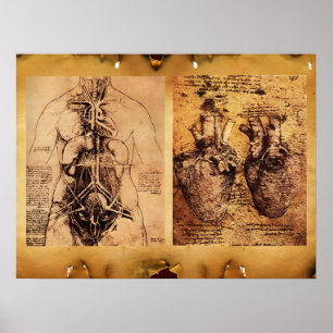 Woman’s Torso / Heart And Its Blood Vessels Poster