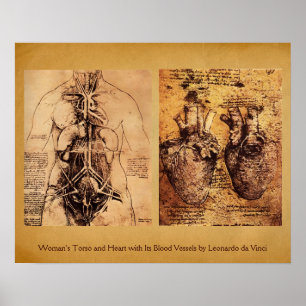 Woman’s Torso / Heart And Its Blood Vessels Poster