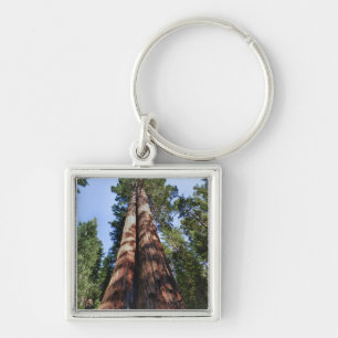Woman videotaping at base of massive Sequoia Key Ring