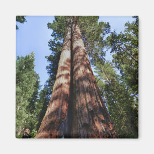 Woman videotaping at base of massive Sequoia Magnet