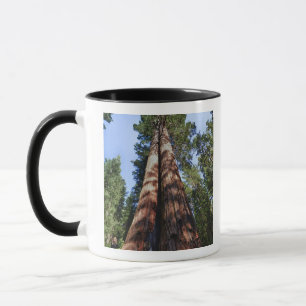 Woman videotaping at base of massive Sequoia Mug