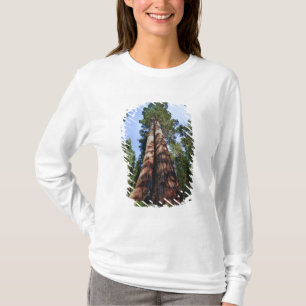 Woman videotaping at base of massive Sequoia T-Shirt