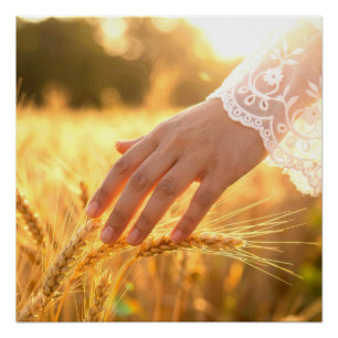 Woman's Hand Touching Wheat Tassels Poster