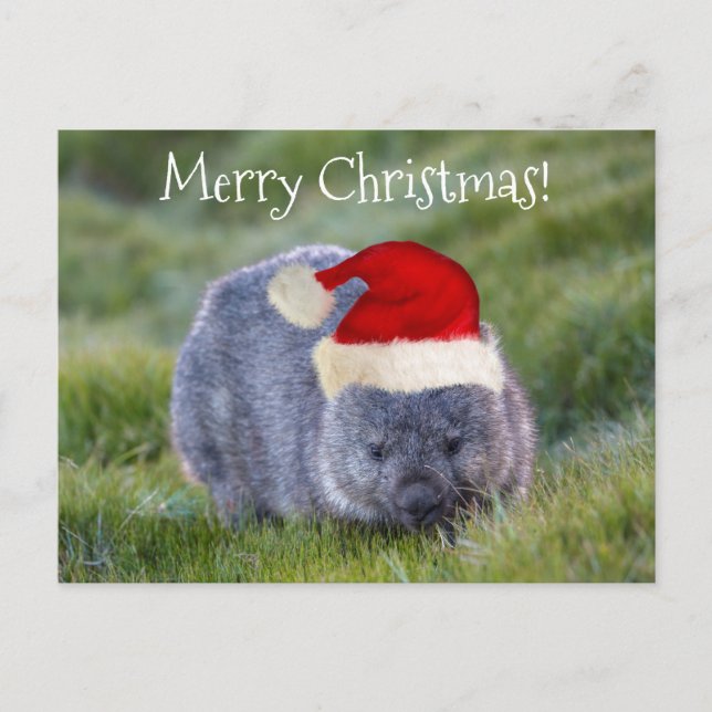 Wombat Australia Red Santa Hat Merry Christmas Postcard (Front)