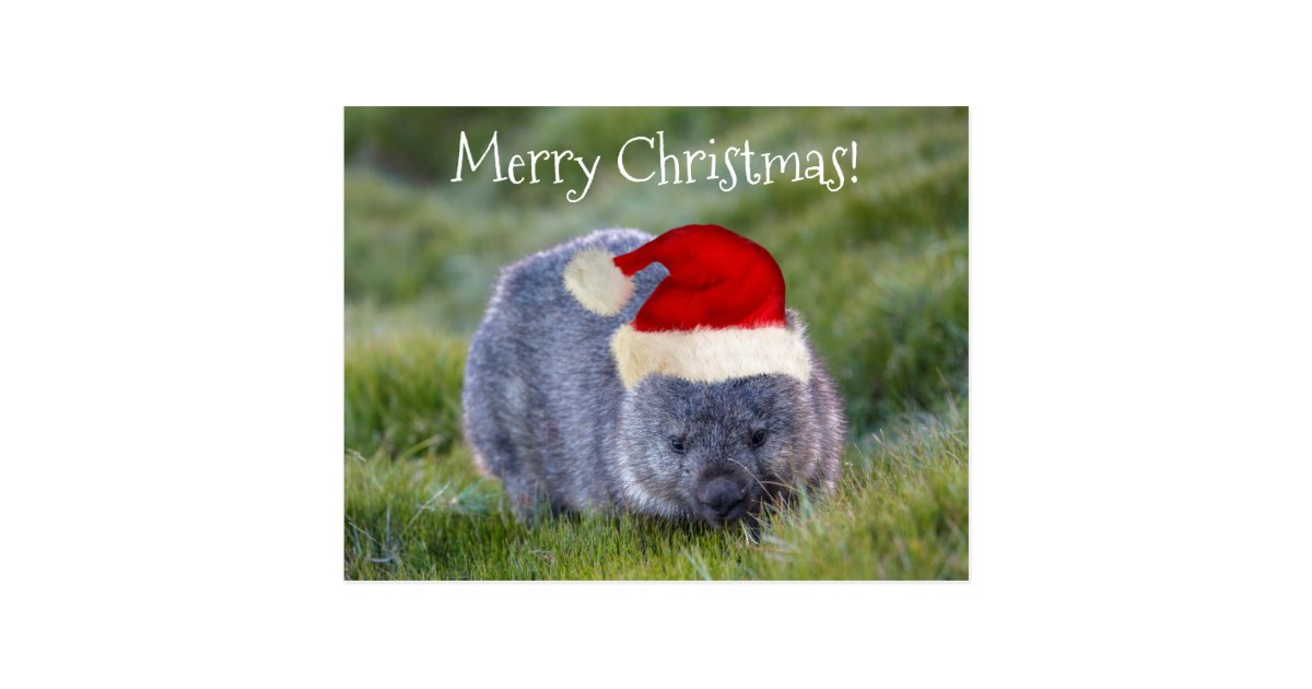 Wombat Australia Red Santa Hat Merry Christmas Postcard Zazzle.co.uk