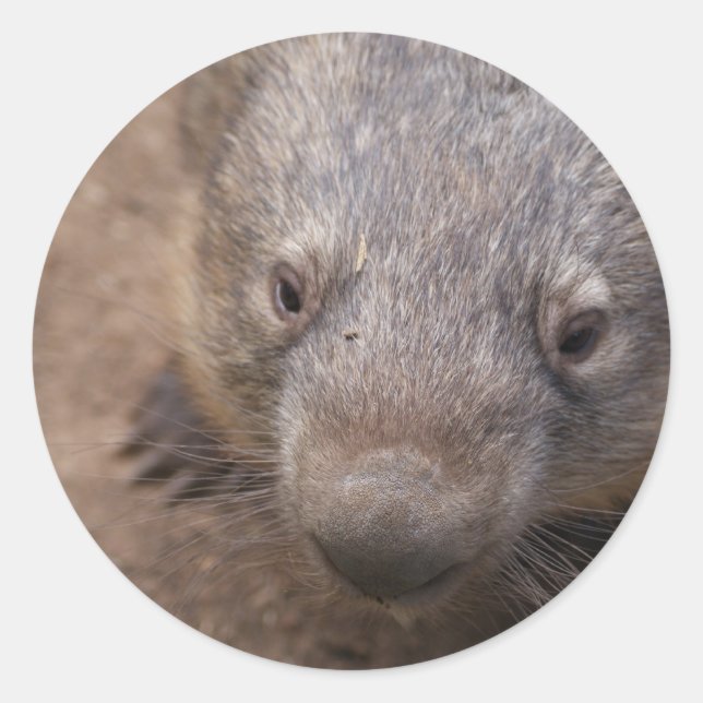 Wombat Kiss Classic Round Sticker (Front)