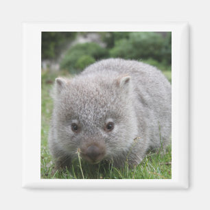 Wombat Magnet