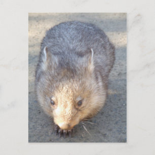 Wombat Postcard
