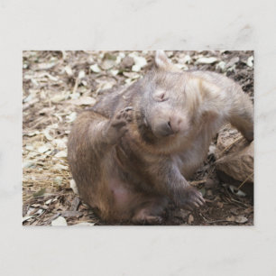 Wombat Scratch Postcard