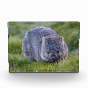 Wombat, Tasmania, Australia Photo Block