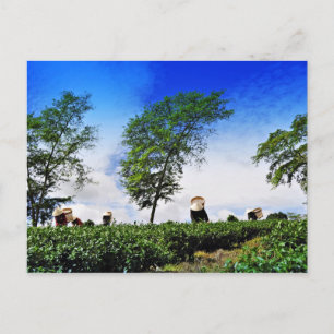 Women Harvesting Tea Postcard