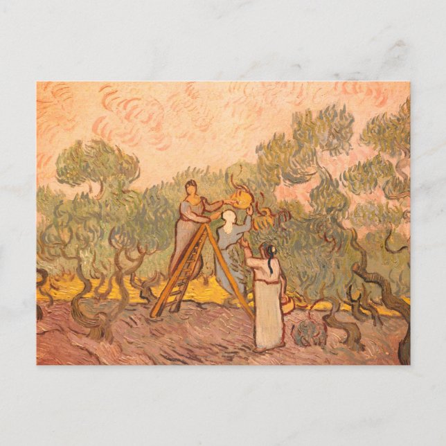 Women Picking Olives by van Gogh: Postcard (Front)