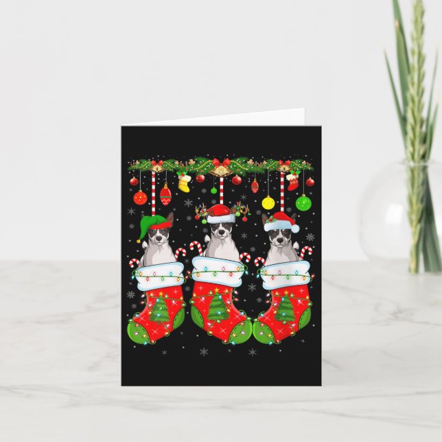 Womens Russell Terrier Dog In Christmas Socks Funn Card (Front)