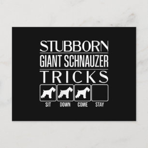 Womens Stubborn Giant Schnauzer Tricks, Funny Postcard
