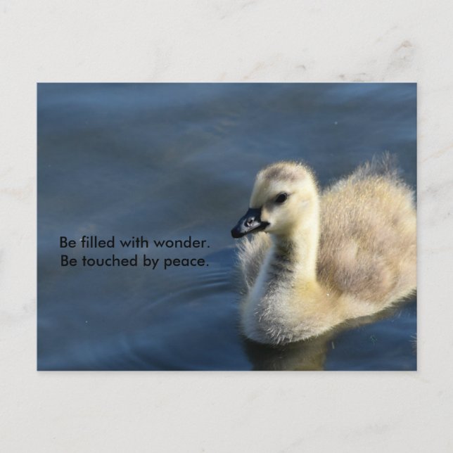Wonder and Peace Postcard (Front)