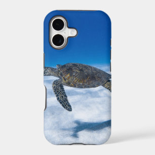 Wonderful Aquatic Turtle