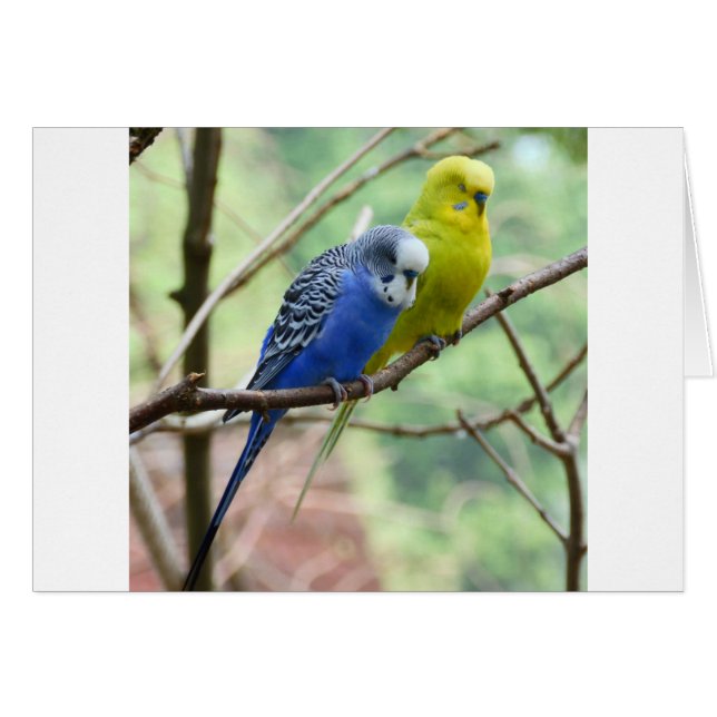 Wonderful Budgie (Front Horizontal)