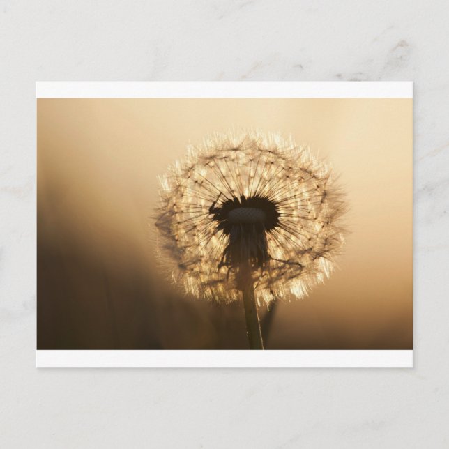 Wonderful Dandelion Postcard (Front)