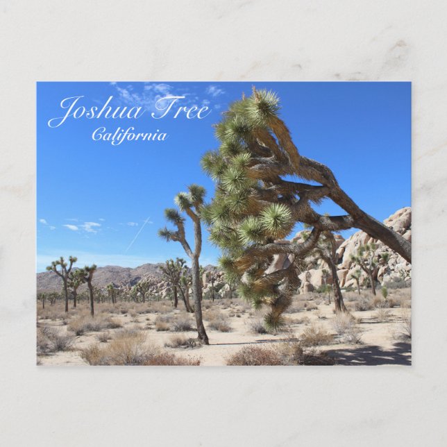 Wonderful Joshua Tree Postcard! Postcard (Front)