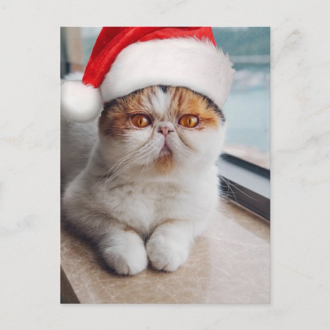 Wonderful persian cat with Santa Claus hat Postcard (Front)