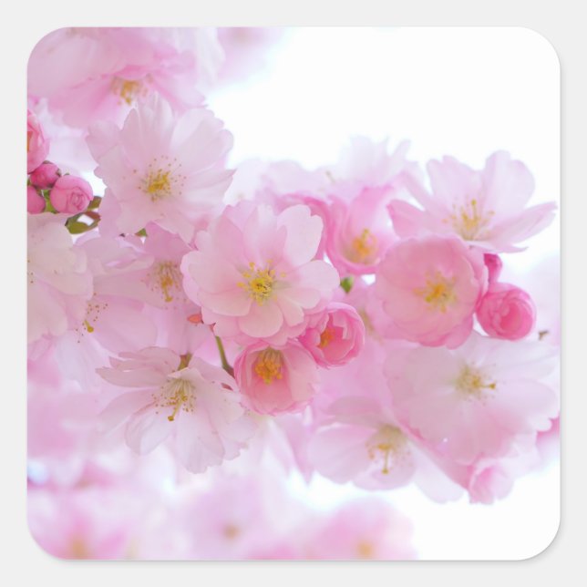 Wonderful Pink Japanese Cherry Blossom Square Sticker (Front)