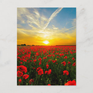 Wonderful Poppy Field Sunset Horizon Postcard
