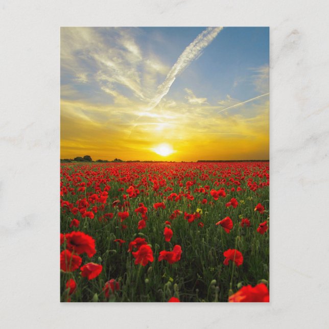 Wonderful Poppy Field Sunset Horizon Postcard (Front)