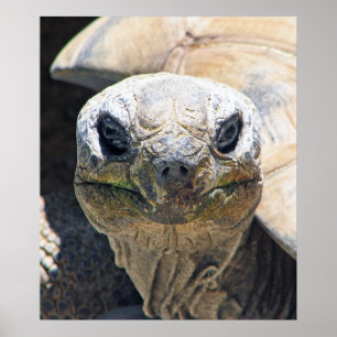 Wonderful Turtle Poster! Poster