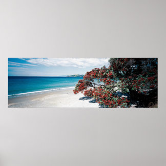 "Wonderful Waiheke" - Onetangi Beach Poster