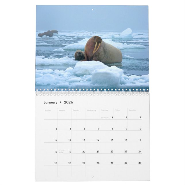Wonderful Walrus Wall Calendar (Jan 2026)