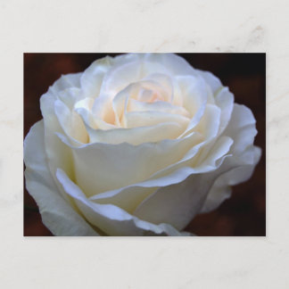Wonderful White Rose Postcard