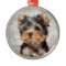 Wonderful yorkie