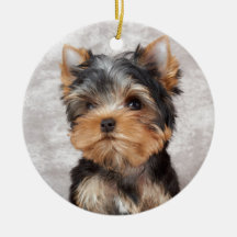 Wonderful yorkie