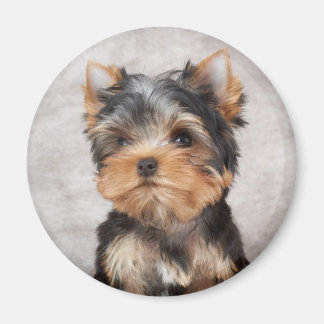 Wonderful yorkie magnet