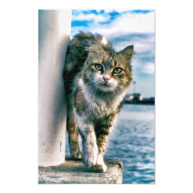 Wondering Beautiful Cat Photo print (Front)