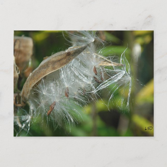 Wonders of Nature~ Seeds Postcard (Front)