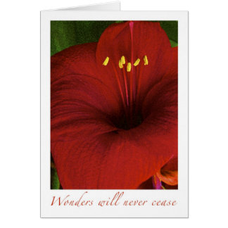 Wonders will never cease