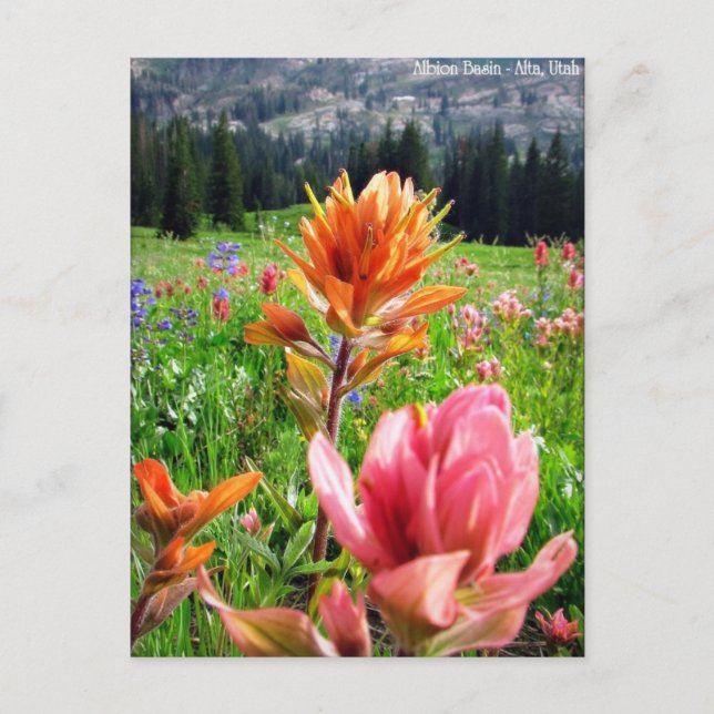 Wondrous Wildflowers (6) Postcard (Front)