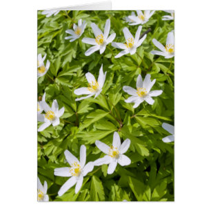 Wood Anemone
