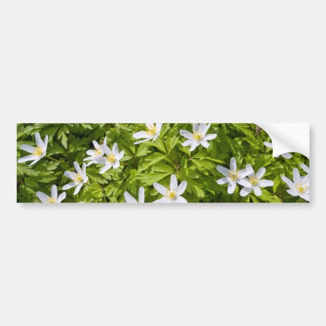 Wood Anemone Bumper Sticker (Front)