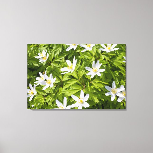 Wood Anemone Canvas Print (Front)
