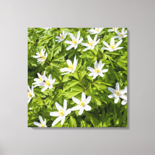 Wood Anemone Canvas Print