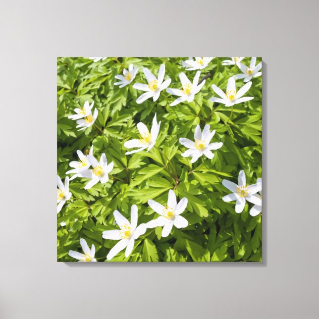 Wood Anemone Canvas Print (Front)