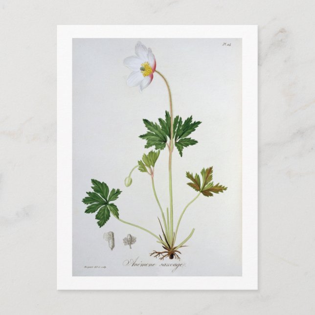 Wood Anemone from 'Phytographie Medicale' by Josep Postcard (Front)