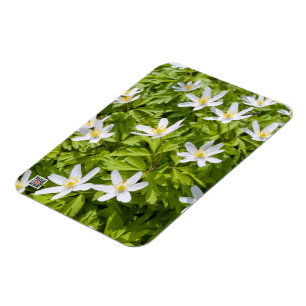 Wood Anemone Magnet