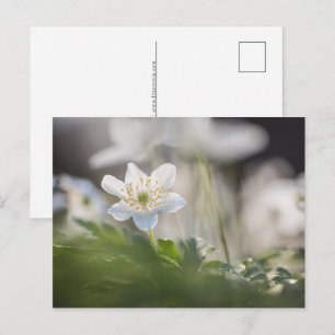Wood Anemone Nature Photo Holiday Postcard