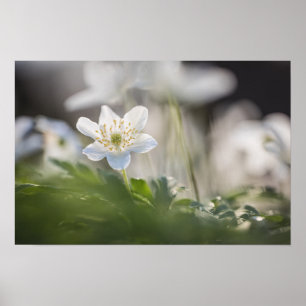 Wood Anemone Nature Photo Poster