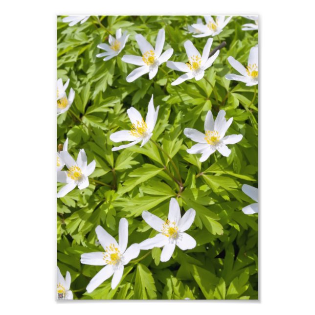 Wood Anemone Photo Print (Front)